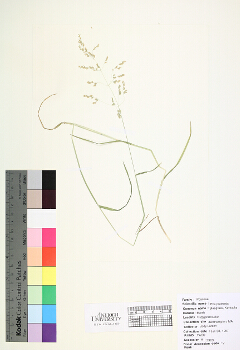 primary herbarium image