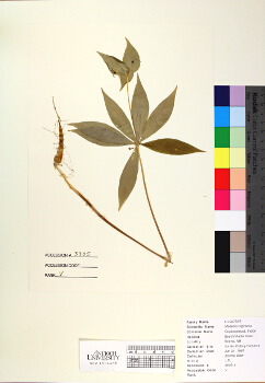 primary herbarium image