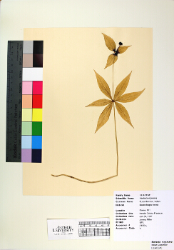 primary herbarium image