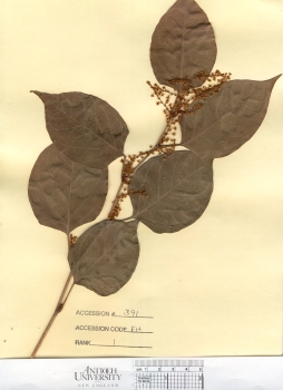 primary herbarium image