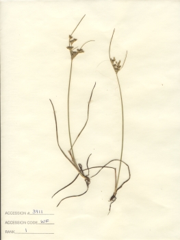 primary herbarium image