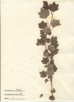 primary herbarium image
