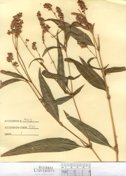 primary herbarium image