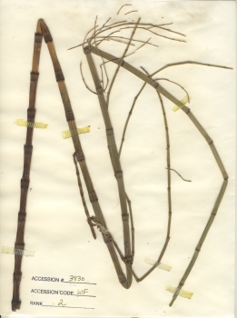 primary herbarium image