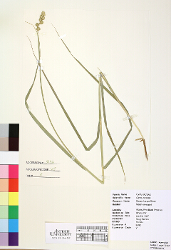 primary herbarium image