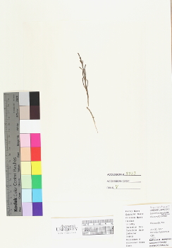 primary herbarium image