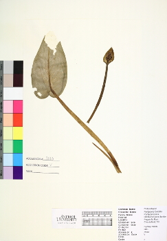 primary herbarium image