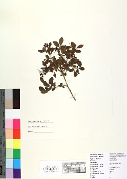 primary herbarium image