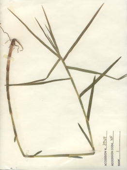 primary herbarium image