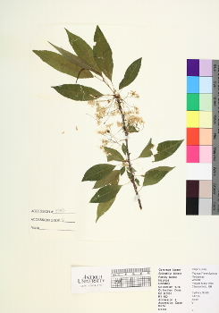 primary herbarium image