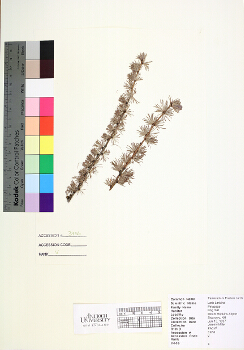 primary herbarium image