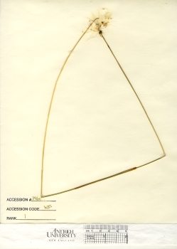 primary herbarium image