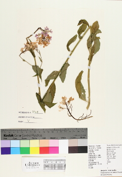 primary herbarium image