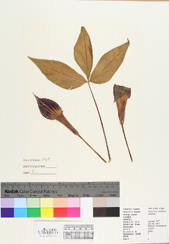 primary herbarium image