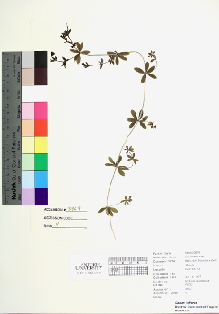 primary herbarium image