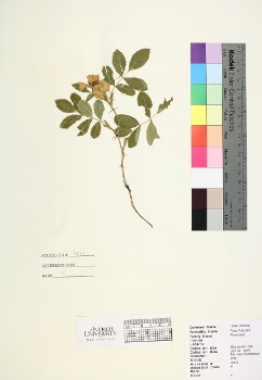 primary herbarium image