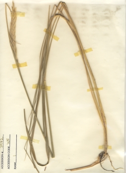 primary herbarium image