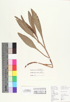 primary herbarium image