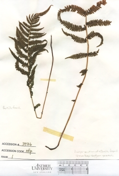 primary herbarium image