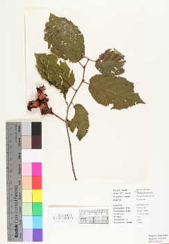 primary herbarium image