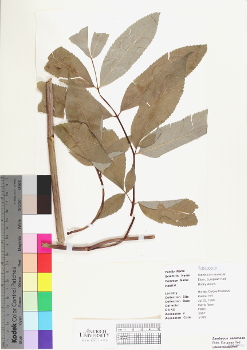 primary herbarium image