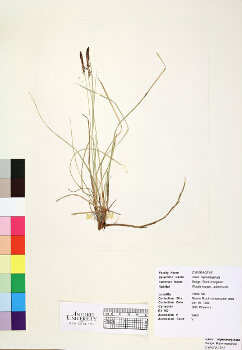 primary herbarium image