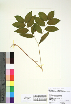 primary herbarium image