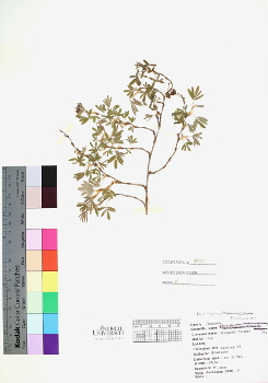 primary herbarium image
