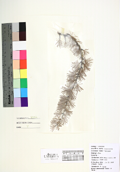 primary herbarium image