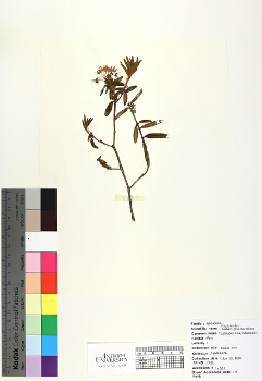 primary herbarium image