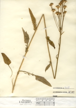 primary herbarium image