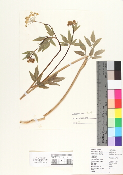 primary herbarium image