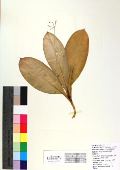 primary herbarium image