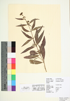 primary herbarium image
