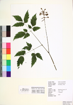 primary herbarium image