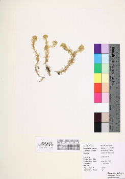 primary herbarium image