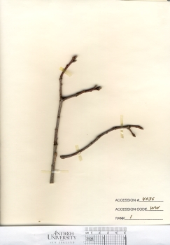 primary herbarium image