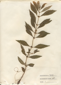 primary herbarium image
