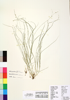 primary herbarium image
