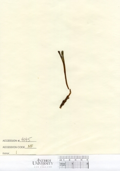 primary herbarium image