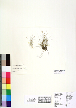primary herbarium image