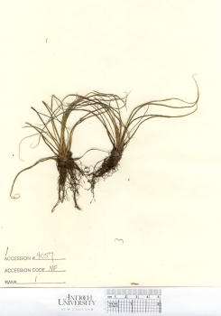 primary herbarium image