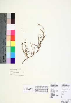 primary herbarium image