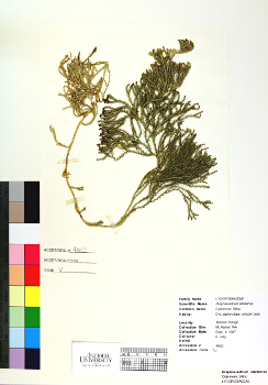 primary herbarium image