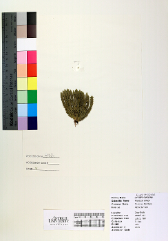 primary herbarium image