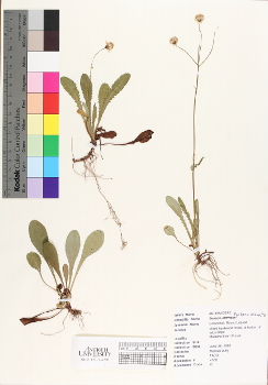 primary herbarium image
