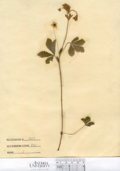 primary herbarium image