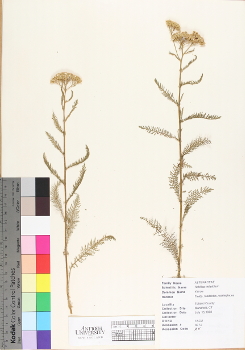 primary herbarium image