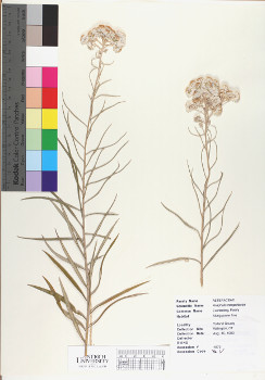 primary herbarium image