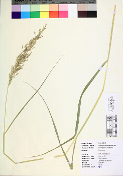 primary herbarium image